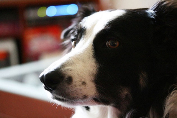 Пользователи Сети восхищены резекненкой, отбившей пса у живодера (АУДИО) 