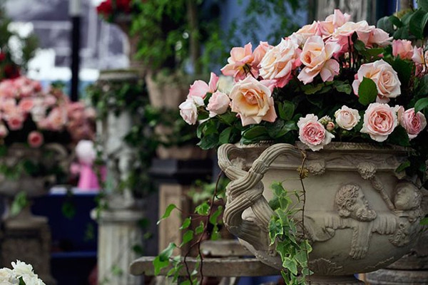 Оживим легенду: выставка роз в городе Розы