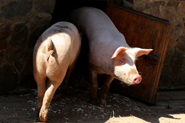 У 144 свиней в крестьянском хозяйстве под Резекне обнаружили АЧС
