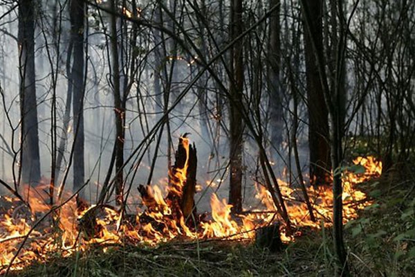 В лесах Латгалии начался пожароопасный период