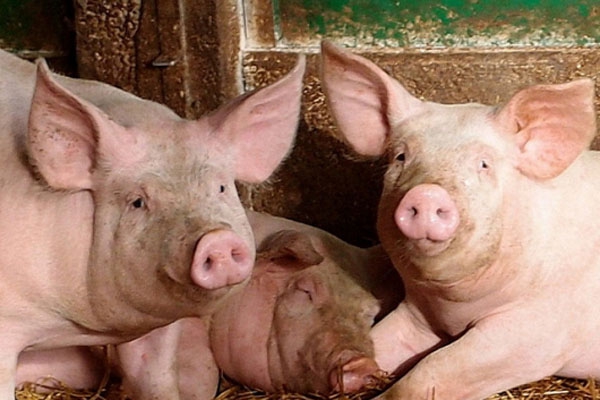АЧС констатирована у свиней в крестьянском хозяйстве в Резекненском крае