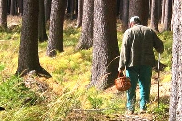 В лесу Вараклянского края нашли 77-летнего мужчину