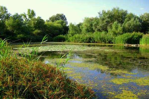 В Вилянском крае в пруду утонул мужчина