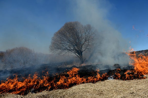 За выходные в Латгалии зарегистрировано 50 возгораний сухой травы  