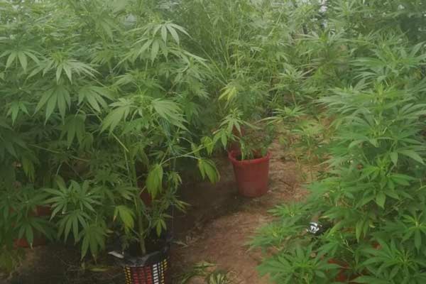 Под Резекне накрыли плантацию «травы»: изъяты наркотики и оружие