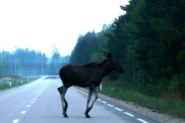 В Резекненском крае на дороге сбили лося 