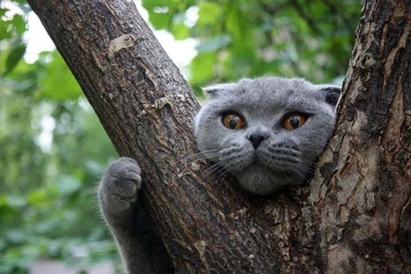 Вилянский кот провел на дереве два дня