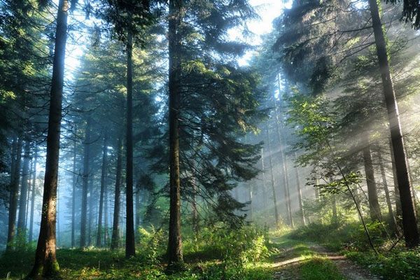 В Даугавпилсском крае две девочки заблудились в лесу