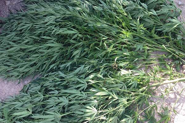 В Латгалии изъяли 500 кустов марихуаны