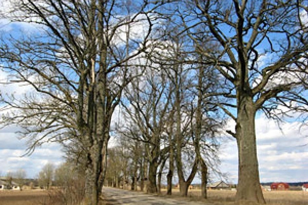 Волостное управление Стружан объявило публичное обсуждение планируемой вырубки деревьев