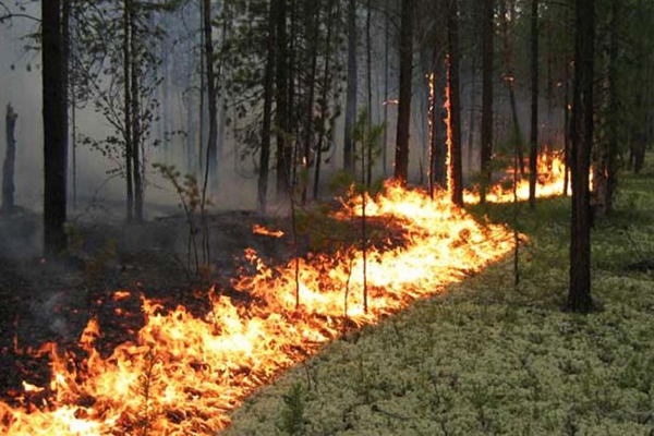 Объявлен пожароопасный период в лесах