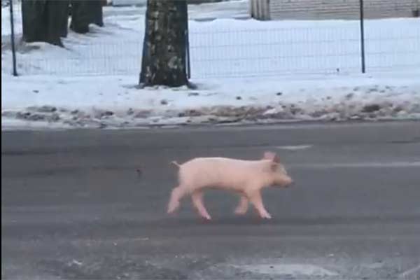 По улицам Резекне бегал «символ года» - свинья (ВИДЕО)