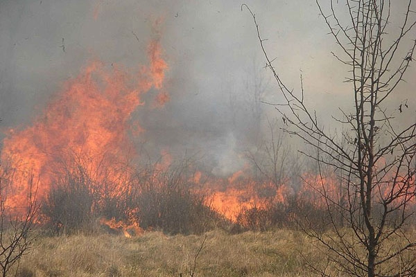 В Резекненском крае старник стал причиной крупного пожара  